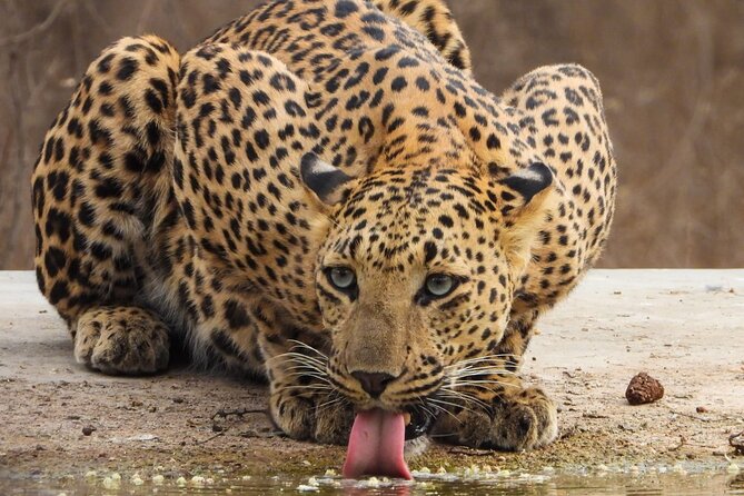Jhalana Panther Safari Park Tour in Jaipur - Timing and season: when the odds feel better