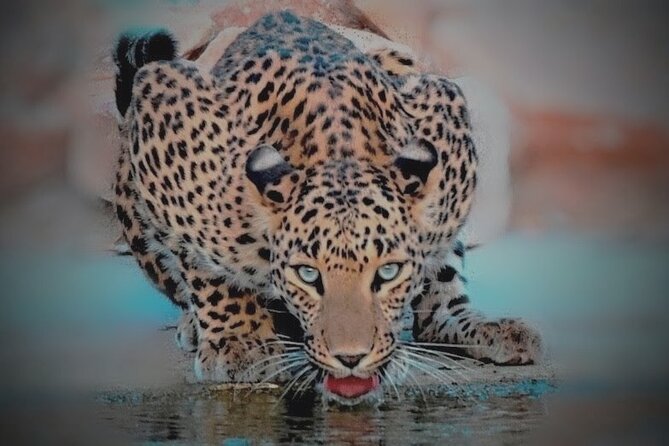 Jhalana Panther Safari Park Tour in Jaipur - The open 4x4 ride, permits, and what you get for your money