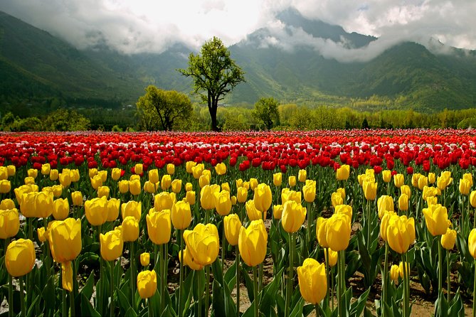 Kashmir Tulip Festival - Day 1 in Srinagar: Indira Gandhi Tulip Garden and Mughal garden classics