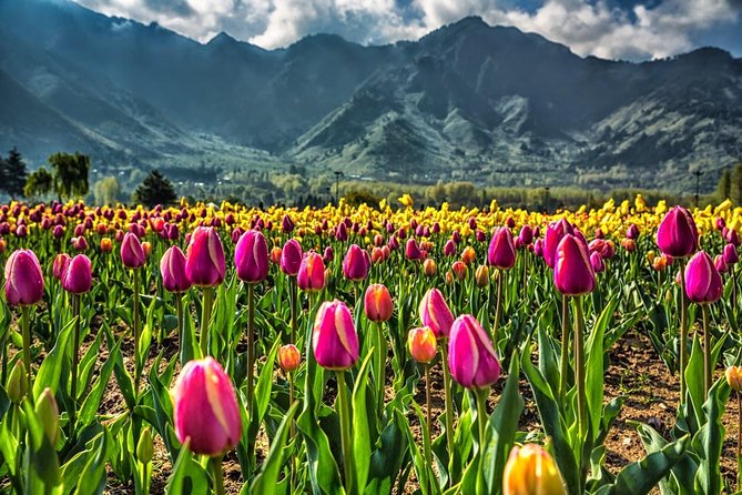 Kashmir Tulip Festival - Day 3 to Pahalgam: Baisaran pinewoods, Betaab Valley, and Aru Valley