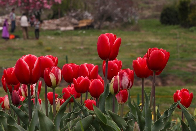 Kashmir Tulip Festival - Day 4 to Gulmarg: Gondola cable car up to Apharwat
