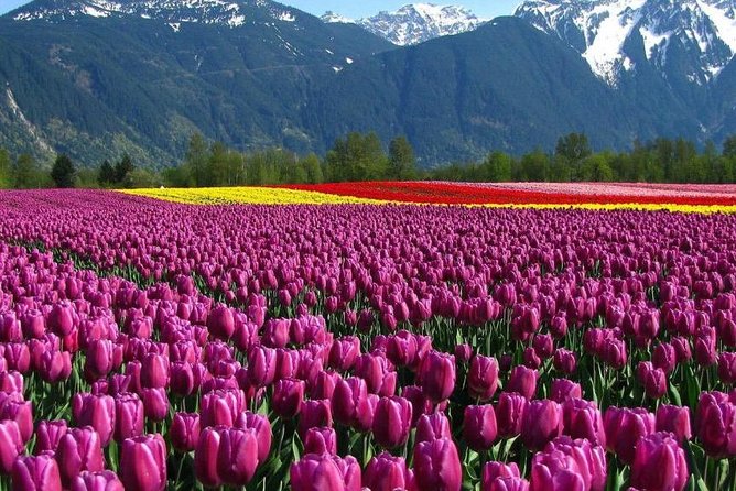 Kashmir Tulip Festival - Day 2 to Sonamarg: Meadow of Gold and an easy glacier day