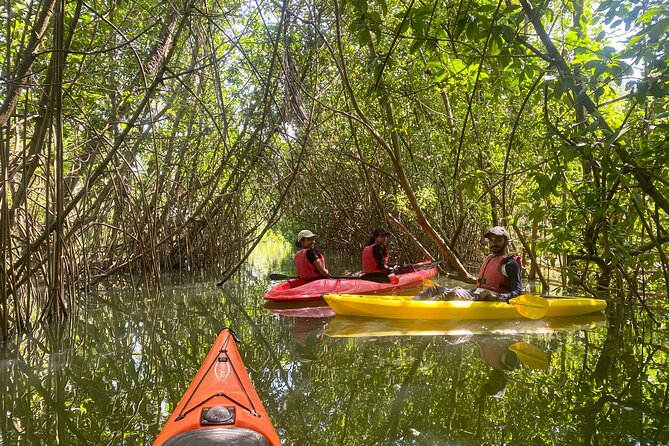 Kayaking in Mangrove Forest of Paravur Backwaters near Varkala and Kollam - Key things to know before you paddle