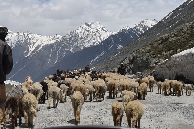 Manali Tour Package - Day 5: checkout, free time for shopping, and the 4:30 PM bus back to Delhi