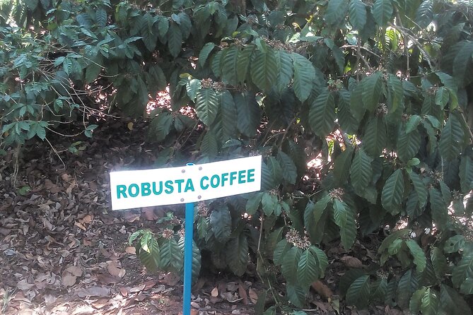 Mercara Gold Coorg Coffee and Spice Estate Tour - The production unit and the World Coffee Museum stop: what it adds