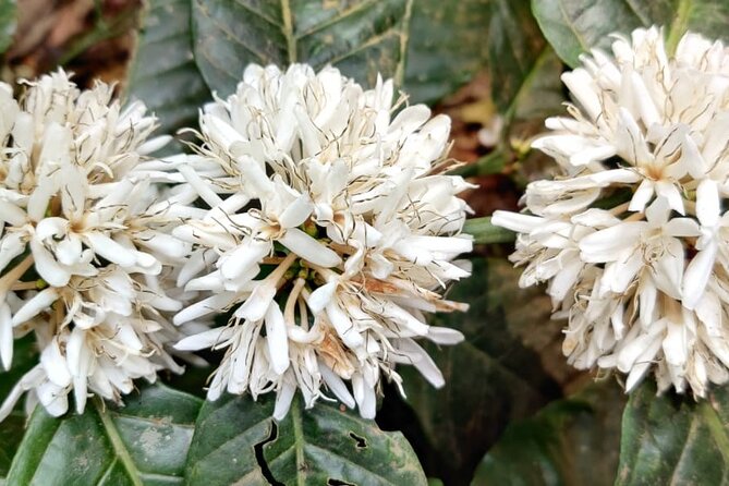 Mercara Gold Coorg Coffee and Spice Estate Tour - Rain, shoes, and the small-group pace: practical details that affect your day