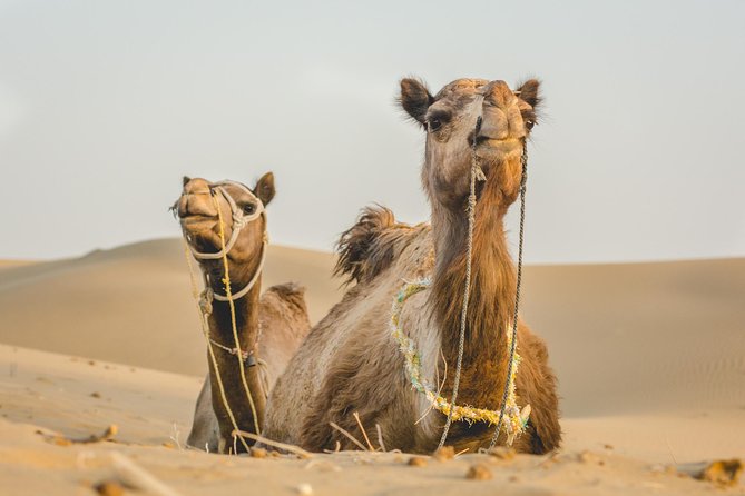 Million Stars Experience - Desert Camp & Stargazing in Jaisalmer - Campfire Dinner, Snacks, Tea, and the Stuff You’ll Actually Eat