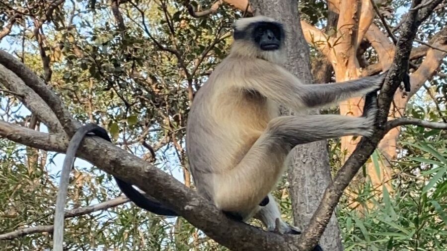 Mumbai: Kanheri Caves and The Golden Pagoda Temple - The Golden Vipassana Pagoda, Calm in Gold