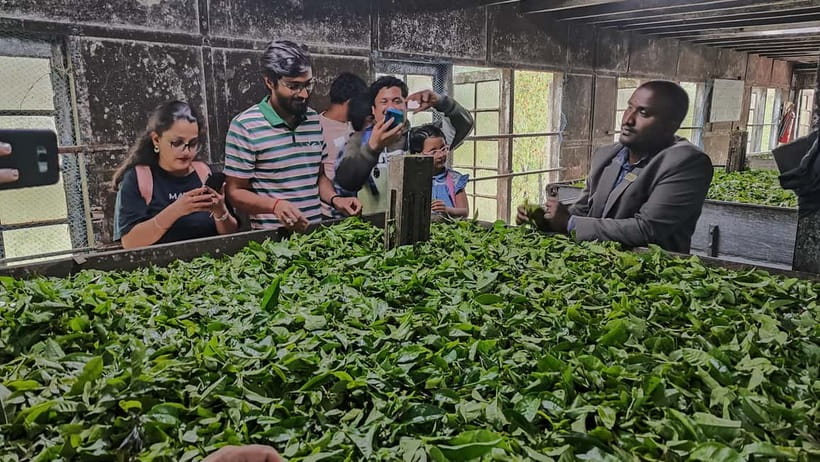 Munnar: Tea trail, Tea Factory, and Tea Tasting Tour - Tea Tasting in Munnar: How to Notice Grades, Aromas, and Texture