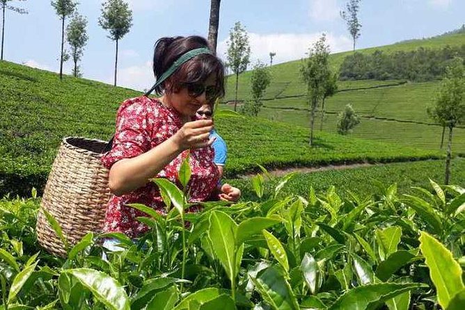 Munnar Tea Trail Tour with Factory Experience ( By Munnar Info) - Key Things That Make This Tea Trail Tour Worth Your Time