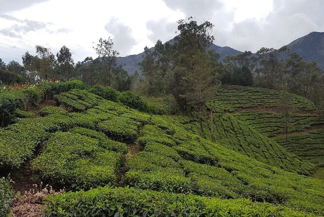 Munnar Tea Trail Tour with Factory Experience ( By Munnar Info) - Plantation Walk in the Tea Gardens: What to Expect and What to Notice