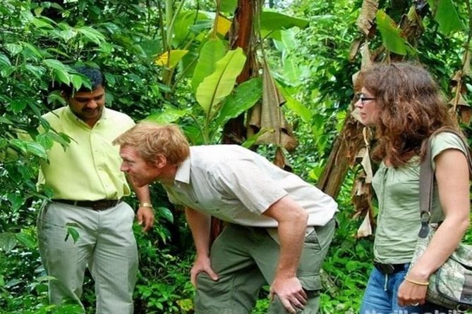 Munnar Tea valley Tour ( By Munnar Info) - Key Highlights You’ll Feel Immediately