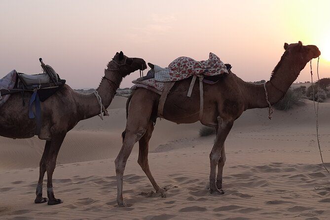 Off the beaten track overnight Camel Safari Tour Jaisalmer - Getting to the desert: the value of that 1-hour jeep start
