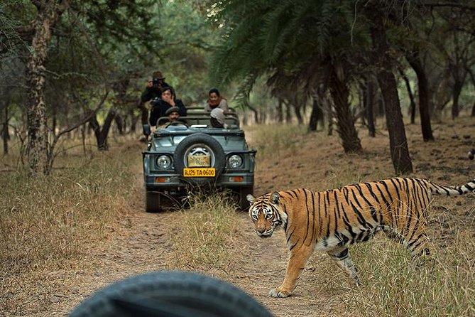 Private 5-Day Ranthambhore Tiger Tour from Delhi including the Taj Mahal, Agra and Jaipur - Golden Triangle meets Ranthambore Tiger Country in five days