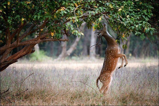 Private 5-Day Ranthambhore Tiger Tour from Delhi including the Taj Mahal, Agra and Jaipur - Day 2: Taj Mahal at sunrise plus Agra Fort