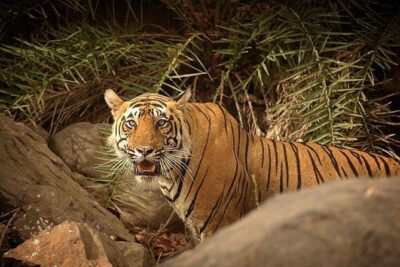 Private 5-Day Ranthambhore Tiger Tour from Delhi including the Taj Mahal, Agra and Jaipur