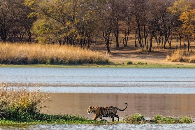 Private 5-Day Ranthambhore Tiger Tour from Delhi including the Taj Mahal, Agra and Jaipur - Day 2 travel to Ranthambore: a long drive that sets up safari time