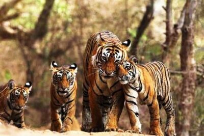 Private 6-Day Ranthambhore Tiger Tour including Delhi, Agra and Jaipur