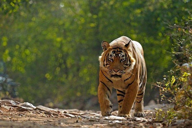 Private 6-Day Ranthambhore Tiger Tour including Delhi, Agra and Jaipur - Day 5 to Jaipur: drive time plus the best “first day in Jaipur” monuments