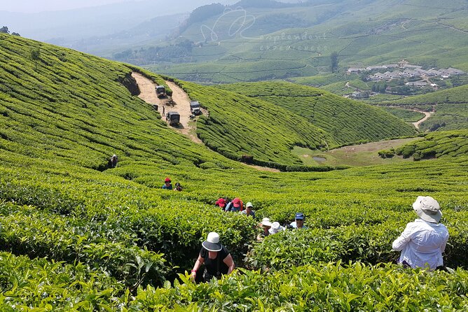 Private Day Trip to Munnar from Kochi (Cochin) - The 6:30 AM Pickup and the 4-Hour Road That Shapes Your Day
