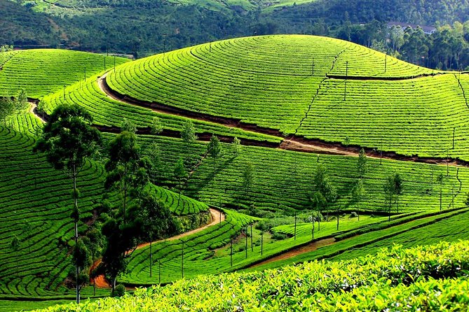 Private Day Trip to Munnar from Kochi (Cochin) - Mattupetty Dam: Scenic Highland Contrast