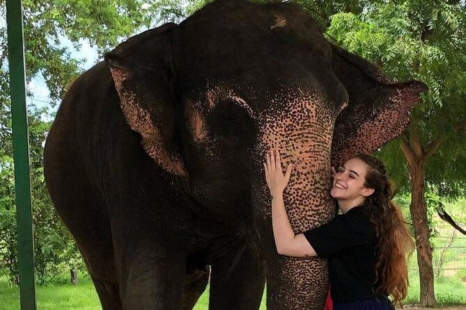 Private Elephant Sanctuary - Feeding Time: What You Actually Do and How to Stay Comfortable