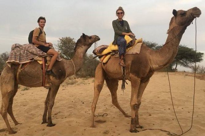Private Full-Day Jodhpur City Tour and Desert Safari - Price and what you actually get for $60