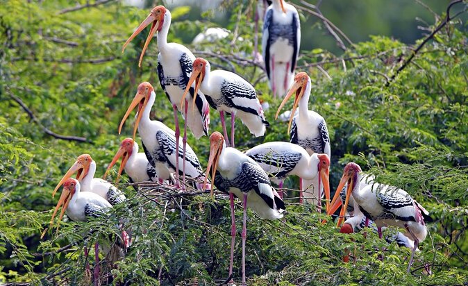 Private Keoladeo National Park Tour sightseeing - All Inclusive - Key highlights you should care about