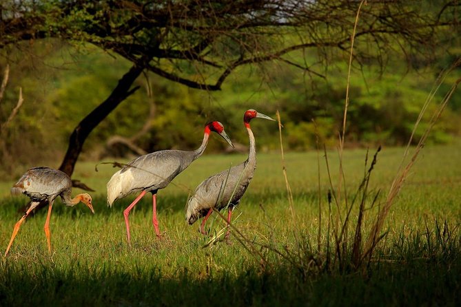Private Keoladeo National Park Tour sightseeing - All Inclusive - Price and value: $51.03 per person, what that covers