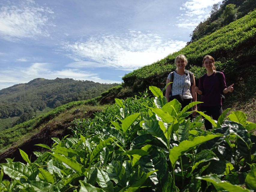 Private Munnar Tea Trek - Key highlights to plan around