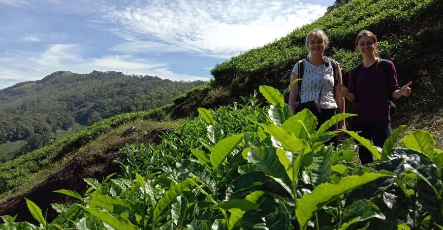 Private Munnar Tea Trek - Tea gardens plus Lakshmi Hills views: where the effort pays off
