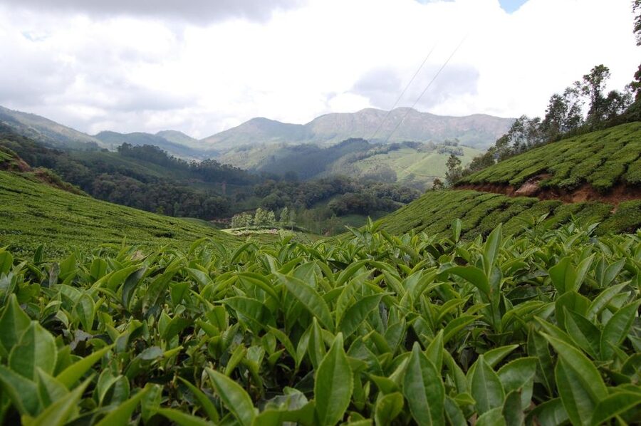 Private Munnar Tea Trek - Pricing and value: why $14 can work (and where it can get tricky)