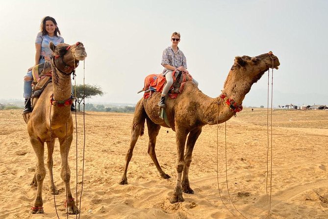 Pushkar Day Trip from Jaipur - Private Car, Safari, Guide & Lunch - Private Pushkar energy from Jaipur, done your way