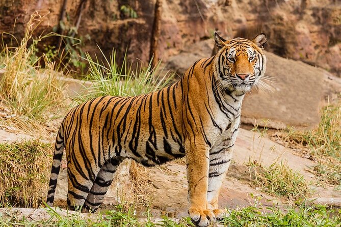 Ranthambhore Tiger Tour of Delhi, Agra, and Jaipur 5 Star Hotel - The 5-day plan: why this combo works