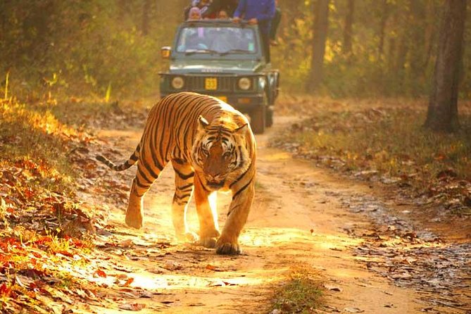 Ranthambhore Tiger Tour of Delhi, Agra, and Jaipur 5 Star Hotel - Meals, entry tickets, and what you should budget for