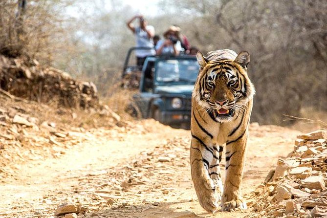 Ranthambhore Tiger Tour of Delhi, Agra, and Jaipur 5 Star Hotel - Delhi morning classics, then a quick jump to Jaipur