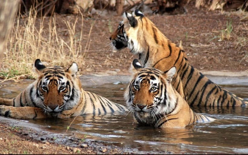 Ranthambore National Park: Safari Ticket with Pickup Option - Ranthambore Safari Ticket Value: What You Get for About $54