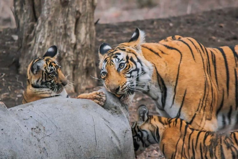 Ranthambore National Park: Safari Ticket with Pickup Option - Jeep Safari vs Canter Safari: Comfort, Crowds, and Your Best Photos