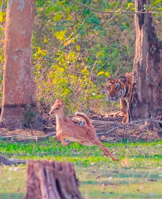Ranthambore National Park: Safari Ticket with Pickup Option - Forest Zones and Your Fixed Route: Why You Cannot Control Your Odds
