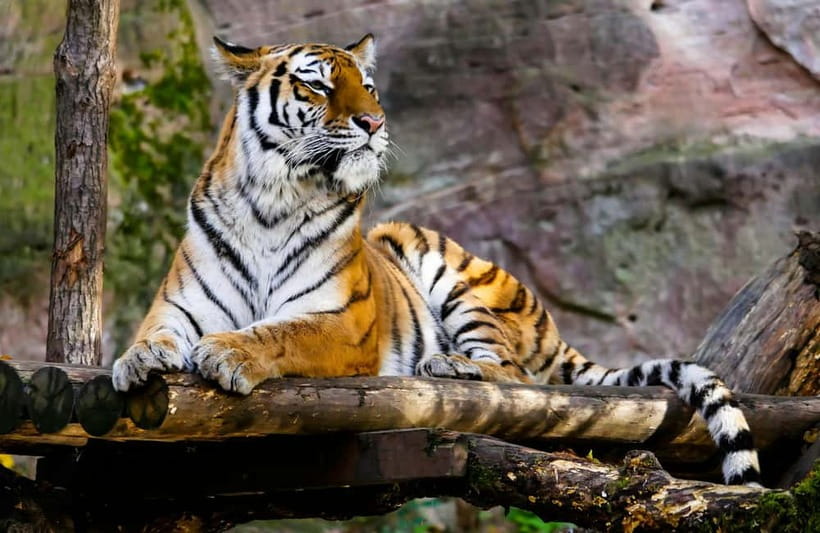 Ranthambore National Park: Safari Ticket with Pickup Option - What You Can See in Ranthambore: Tigers, Leopards, Sloth Bears, and Birds