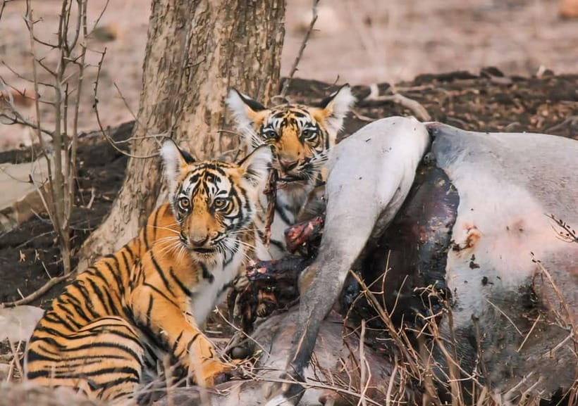 Ranthambore National Park: Safari Ticket with Pickup Option - The Guide Matters: Naturalists Who Actually Help You Spot Things