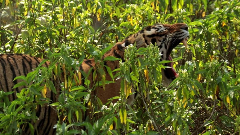 Ranthambore National Park: Safari Ticket with Pickup Option - Park Rules for a Smooth Safari Day: Photos, Noise, and What Not to Do