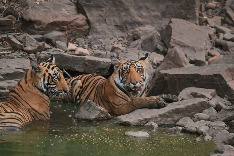 Ranthambore National Park: Safari Ticket with Pickup Option - 4 Hours at Dawn: How the Timing Really Works