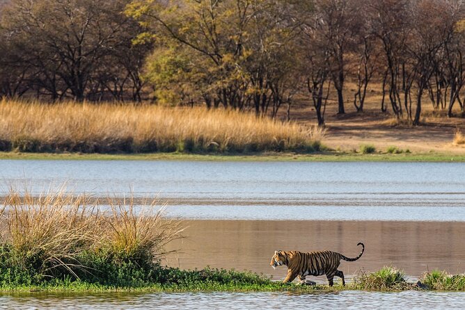 Ranthambore Safari Admission tickets : Choose your Option - What the Safari Ride Feels Like: Open-Air, Shared Vehicles, Real Scanning