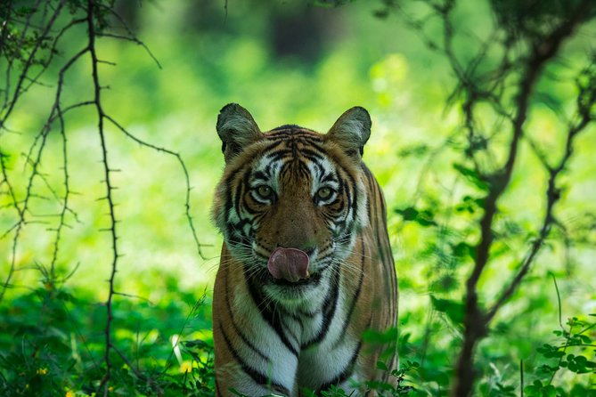 Ranthambore: Sharing Safari In Canter Or Gypsy Vehicle All Incl. - Ranthambore in a few hours, with the logistics handled