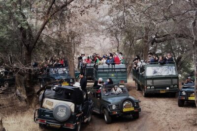 Ranthambore: Sharing Safari In Canter Or Gypsy Vehicle All Incl.