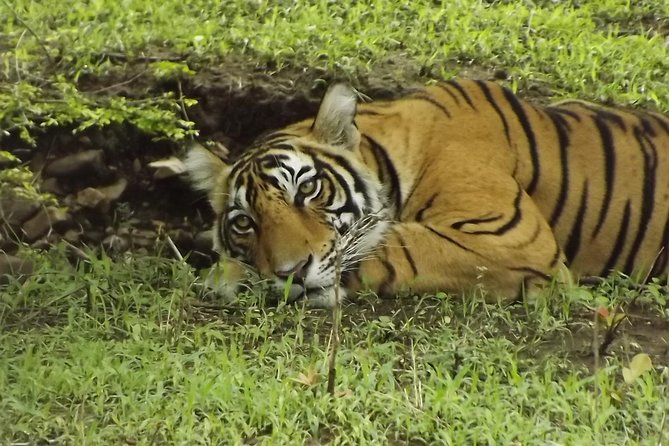 Ranthambore Tiger Safari Day trip from Jaipur - All Inclusive - Who this Ranthambore day trip is best for
