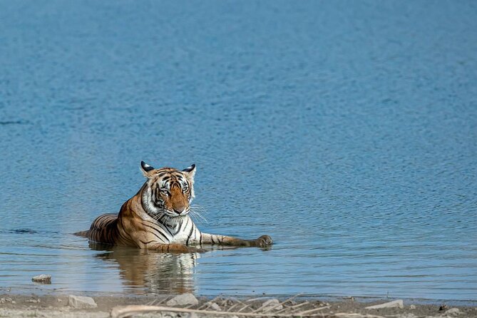 Ranthambore Tiger Safari from Jaipur - 1 or 2 Days - Why Jaipur to Ranthambore works as a focused wildlife day