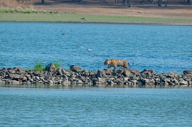 Ranthambore Tiger Safari from Jaipur - 1 or 2 Days - The AC driver and pickup you actually rely on