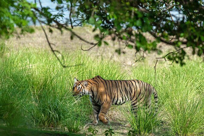 Ranthambore Tiger Safari from Jaipur - 1 or 2 Days - Rajiv Gandhi Regional Museum of Natural History: a short stop with useful context